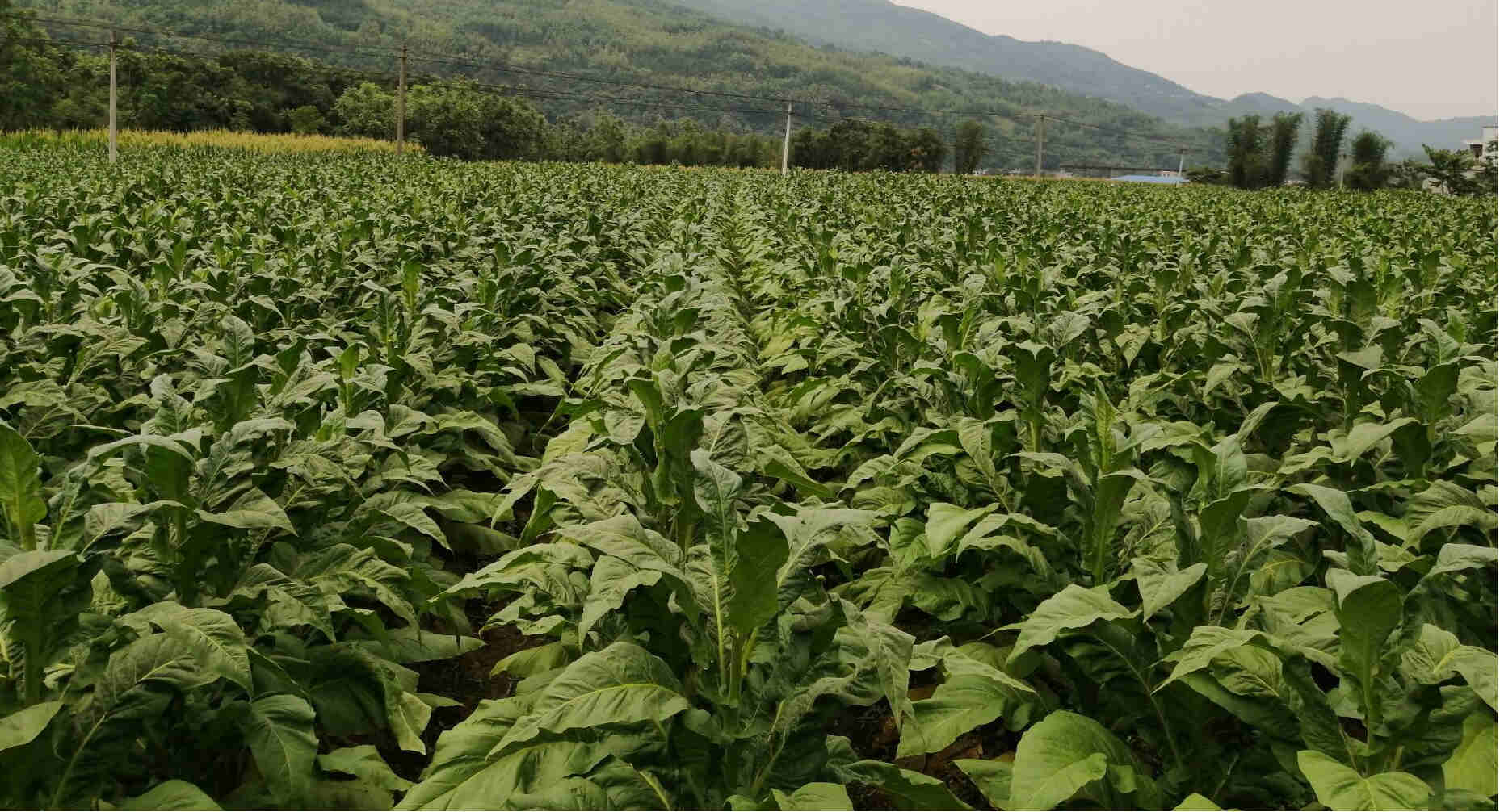 图片1_副本.jpg 图片1_副本.jpg