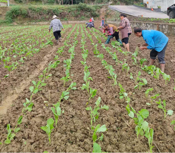 图片4_副本.jpg 图片4_副本.jpg